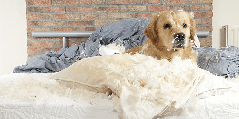 Dog destroys bed